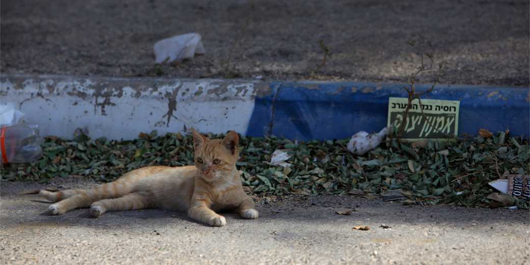 Чем грозят Иерусалиму уличные кошки