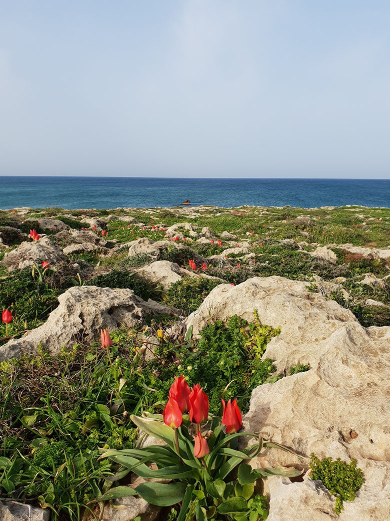 Цветочные поля Израиля: 8 красивых мест для весенней фотосессии