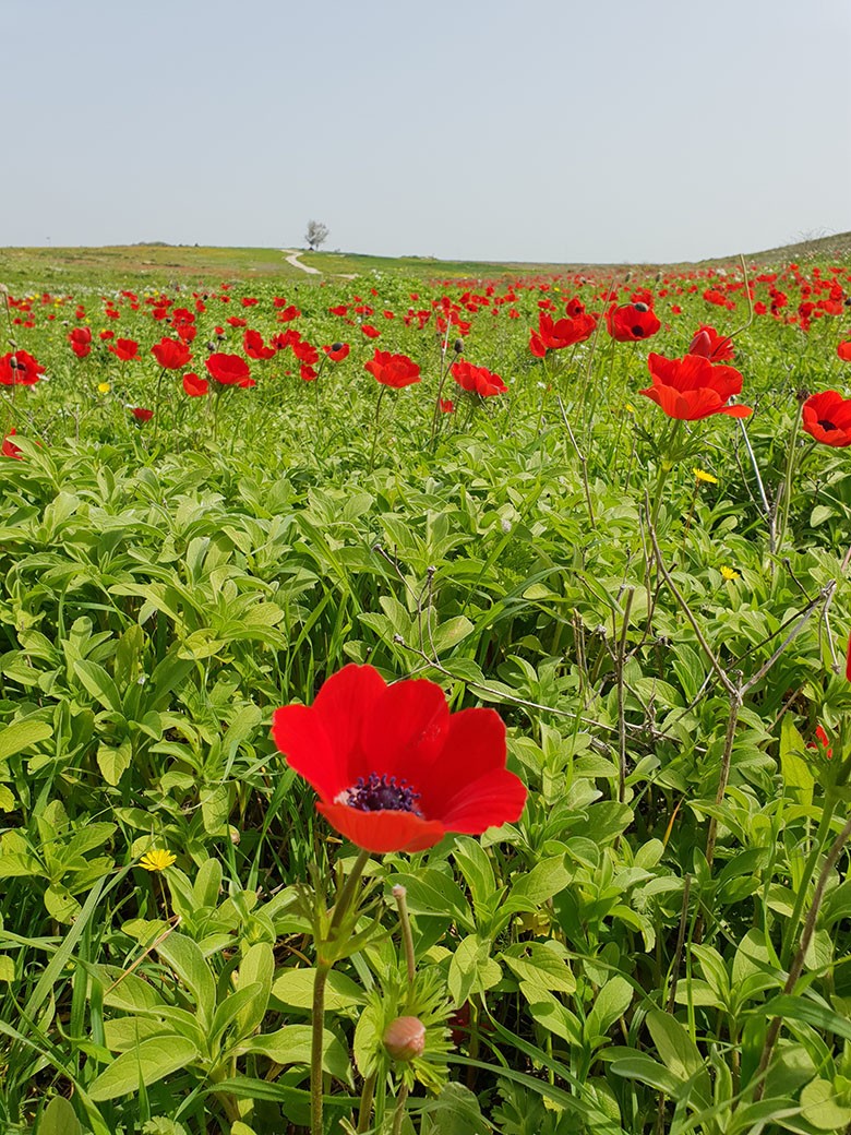 Цветочные поля Израиля: 8 красивых мест для весенней фотосессии