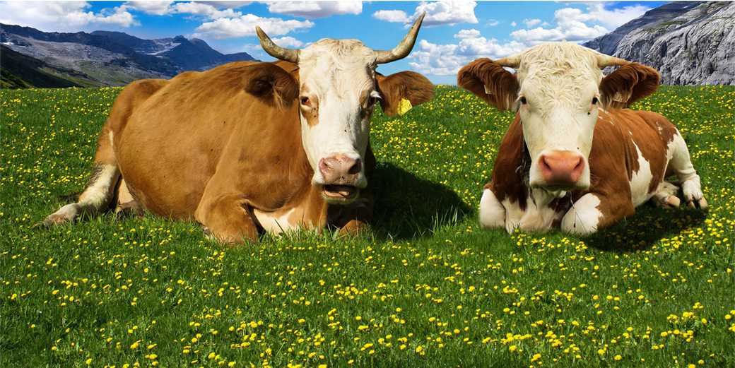 Кто «снимет сливки» с дефицита сливочного масла