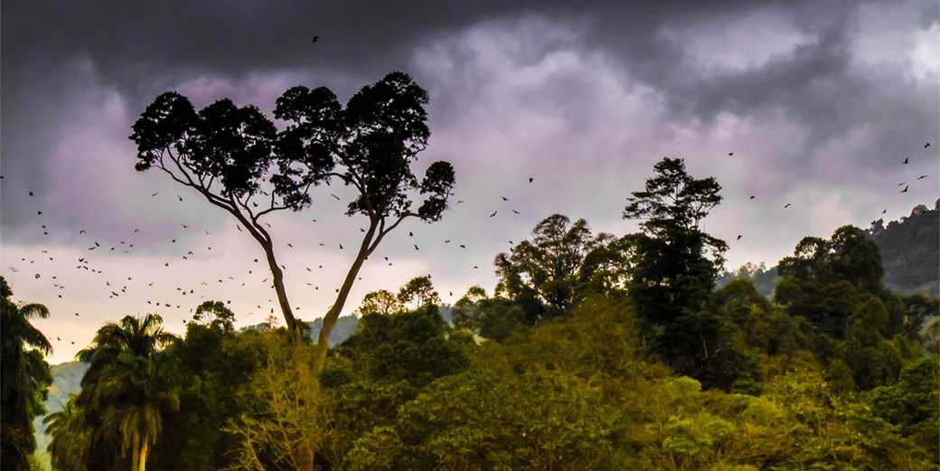 В Колумбии трое детей и младенец уцелели в авиакатастрофе и 18 дней выживали в джунглях