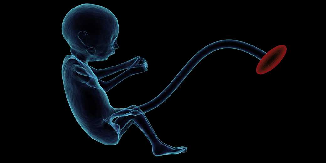 fetus-placenta-pixabay-free