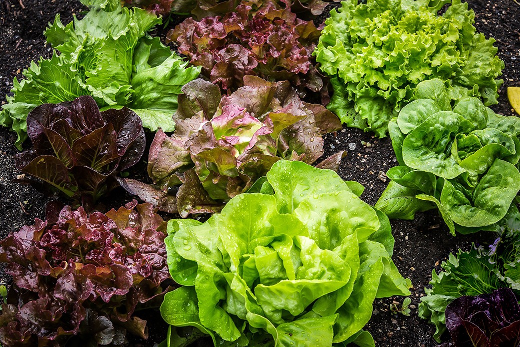 салат и капуста различия. Смотреть фото салат и капуста различия. Смотреть картинку салат и капуста различия. Картинка про салат и капуста различия. Фото салат и капуста различия салат и капуста различия. Смотреть фото салат и капуста различия. Смотреть картинку салат и капуста различия. Картинка про салат и капуста различия. Фото салат и капуста различия