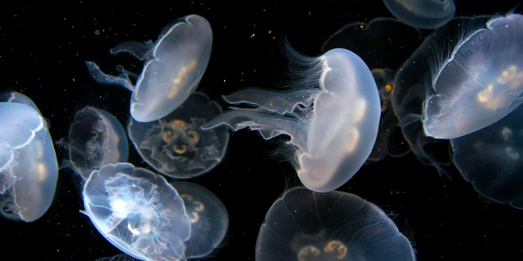 После их отсутствия в прошлый сезон стаи медуз наводнили израильское побережье - к чему это приведет?