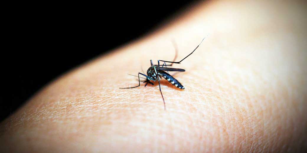 Комары могут выбирать себе жертв по цветам одежды