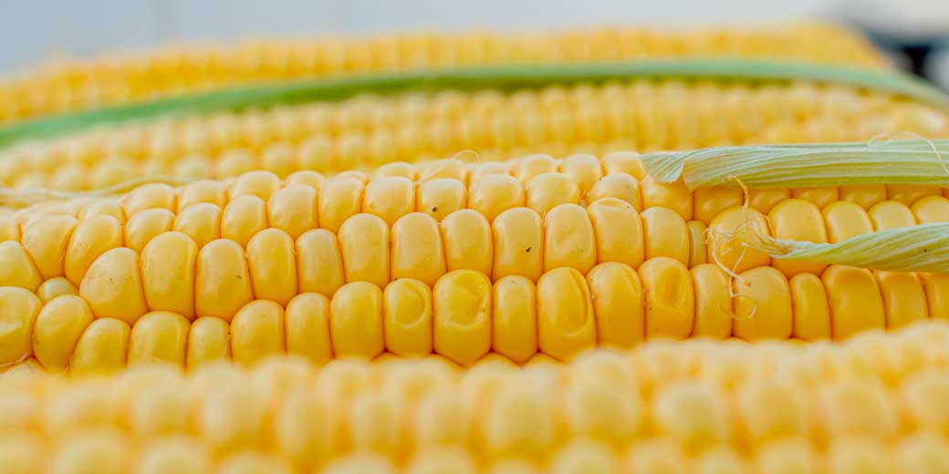 Рекордные цены на кукурузу – еще одна причина подорожания продуктов питания