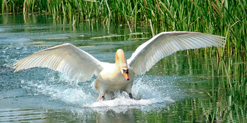 swan-pixabay