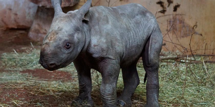 В австралийском зоопарке подрастает детеныш редкого черного носорога