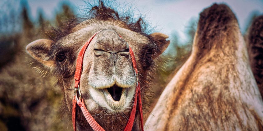 camel-pixabay