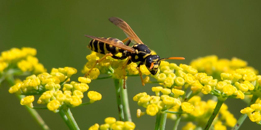 Ученые обнаружили, что осы могут быть не менее полезными, чем пчелы