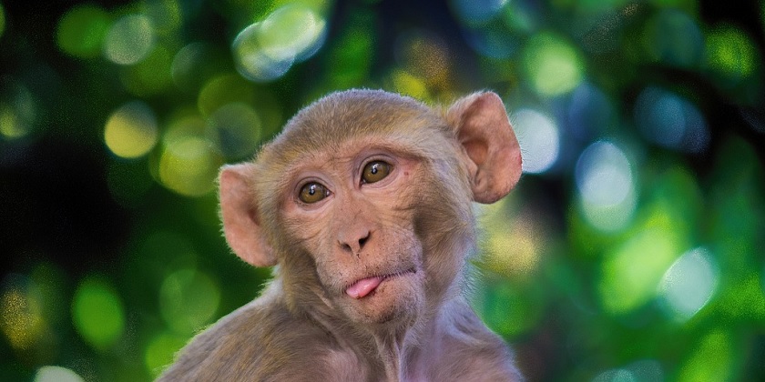 makaka monkey Pixabay