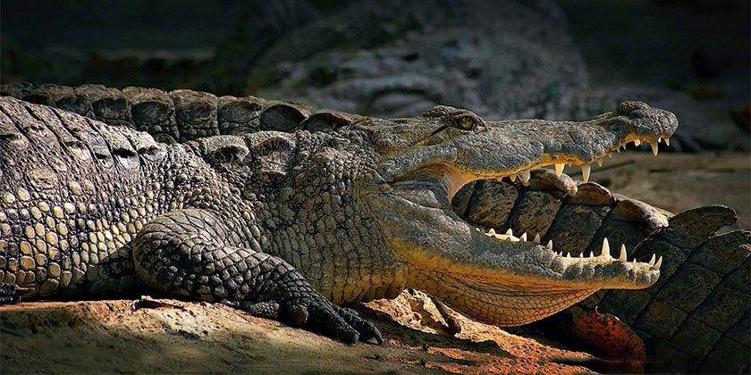 pexels-ray-bilcliff-alligator