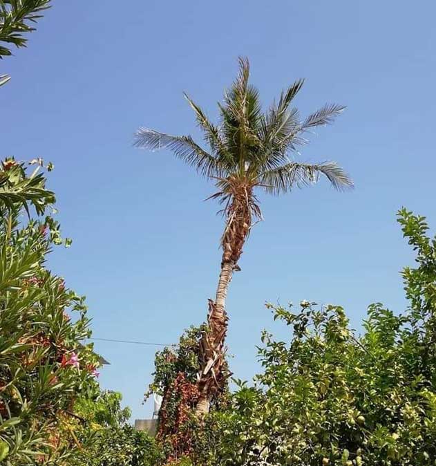 Будут ли в Израиле выращивать кокосы?