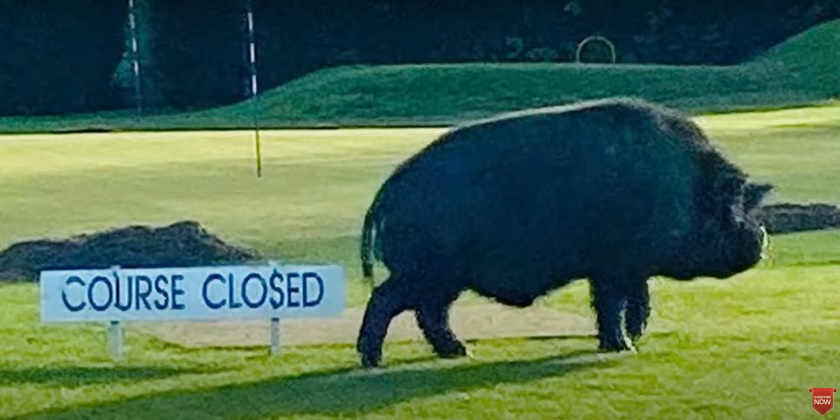 Не только в Хайфе: два огромных кабана разгромили гольф-клуб в Йоркшире (видео)