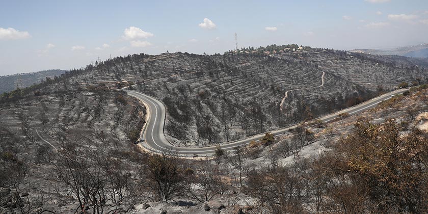 Лес горит в окрестностях Иерусалима: эвакуированы школа, детский сад и жители нескольких домов