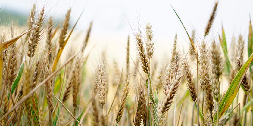 Япония перестанет быть только «рисовой страной» и перейдет на выращивание пшеницы