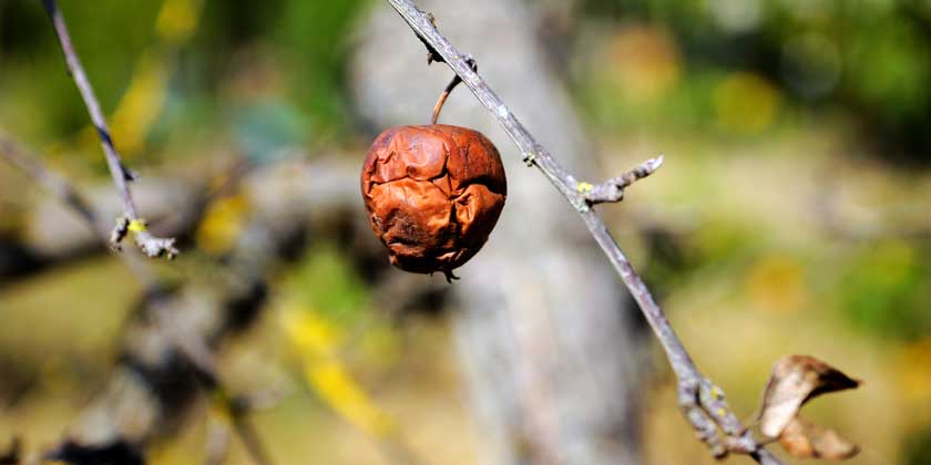 Миру грозит продовольственный кризис, и причина – не в войне