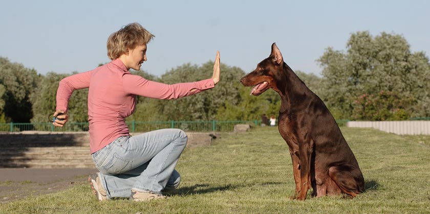 Борьба с насилием в семье: к женщинам приставят собак-телохранителей