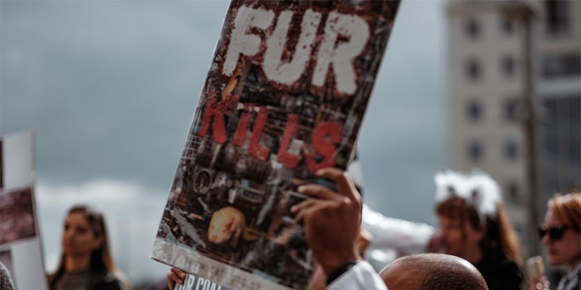 Неделя моды в Дании, главном экспортере пушнины, проходит  без натурального меха