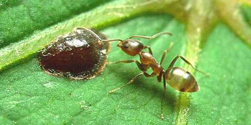 Инспекторы минсельхоза предотвратили вторжение муравья-агрессора из Китая