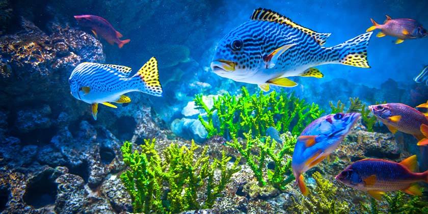 В океане поймали «инопланетянина» (видео)