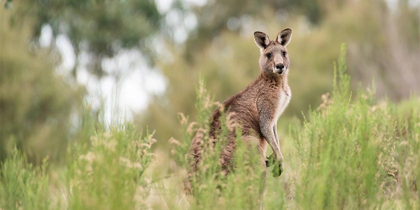 Nike и Puma больше не будут использовать кожу кенгуру для производства футбольных бутс