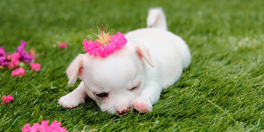 Найдена самая маленькая в мире собака – размером с долларовую купюру