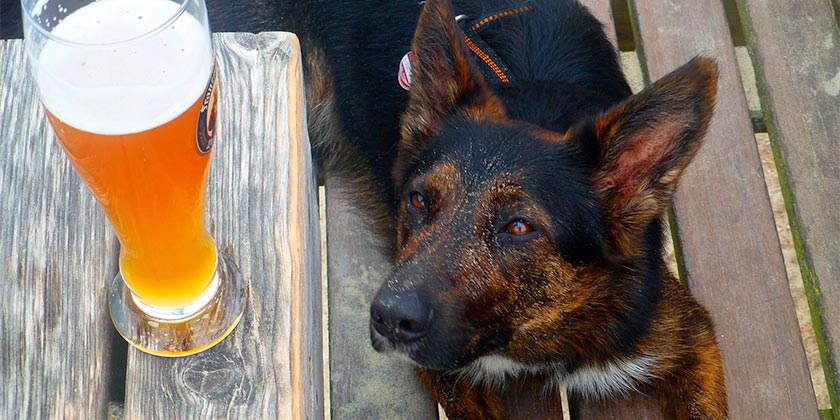 Впервые ветеринарам удалось вылечить собаку от алкоголизма