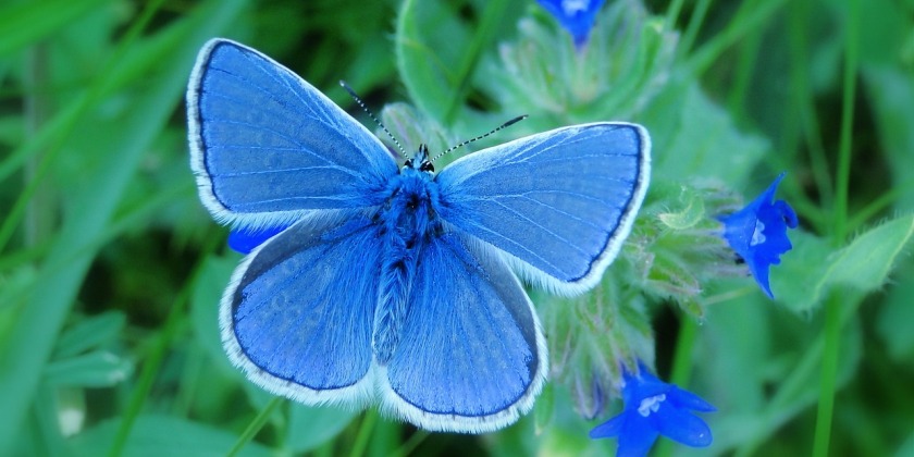 В честь Дня независимости выбрана национальная бабочка Израиля
