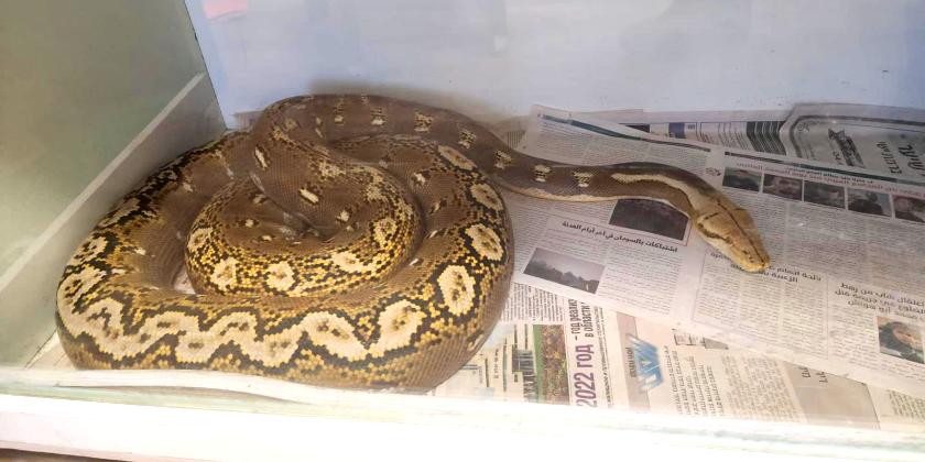 На севере Израиля обнаружили подпольный питомник экзотических животных