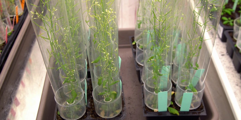 Ученые придумали, как правильно переделывать растения