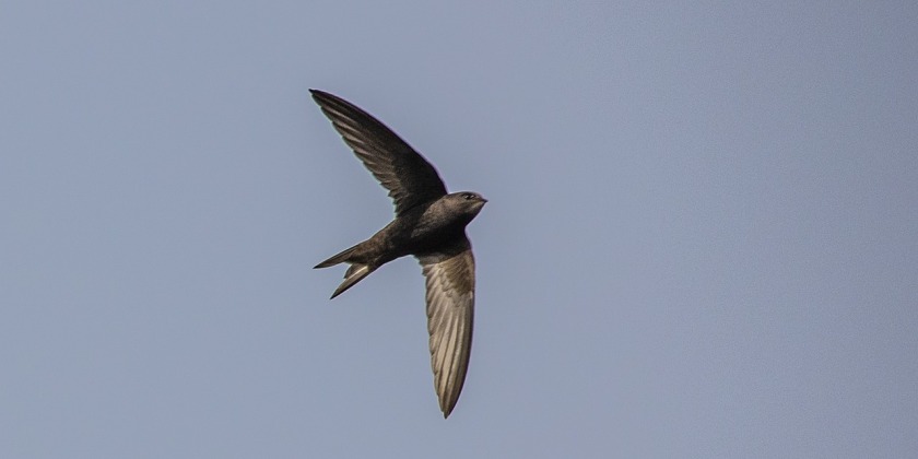 В Израиле начался сезон гнездования стрижей: почему они предпочитают Старый город Иерусалима?