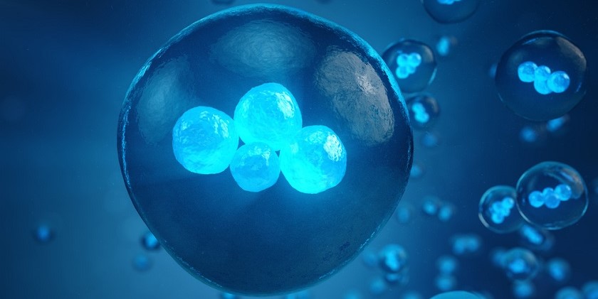 Создан человеческий эмбрион без яйцеклетки и сперматозоида