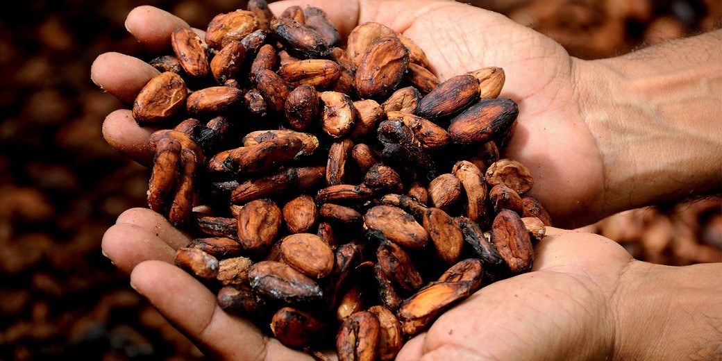 Все против любителей шоколада: какао стоит уже дороже меди