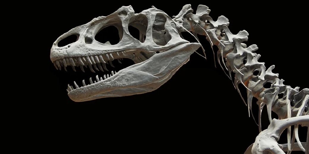 На аукционе Sotheby’s за 6 миллионов долларов продали скелет горгозавра