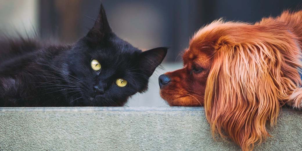 Новинка! Корм для котят и щенков с учетом их физиологических особенностей