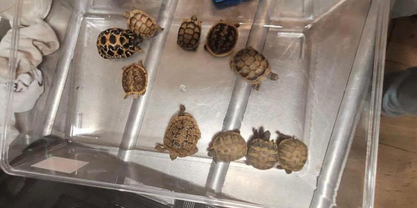 В аэропорту «Бен-Гурион» конфисковали 21 охраняемое животное