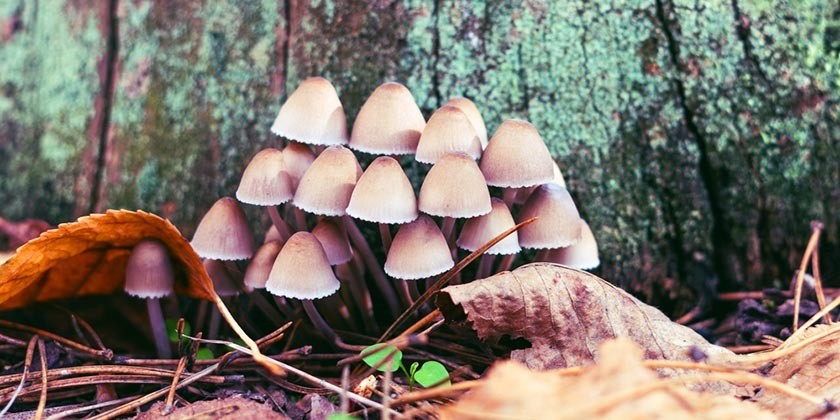 Психоделики помогут разработать новые лекарства