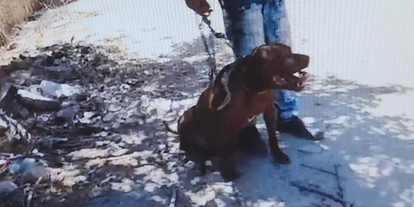 Житель Иерусалима вооружился мотыгой и питбулем и устроил разборки в синагоге