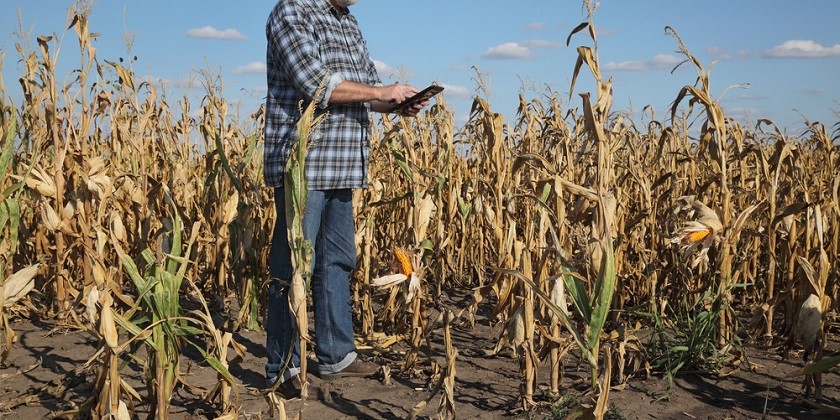 Как ученые готовят сельское хозяйство к изменениям климата