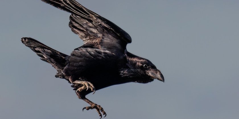 В Израиле придумали решение, которое предотвратит гибель сотен тысяч птиц на дороге