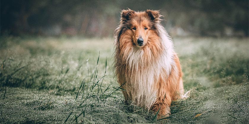 Японец потратил почти 15 тысяч долларов, чтобы превратиться в собаку (видео)