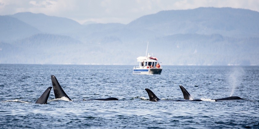 Косатки полюбили играть с лодками, пугая моряков