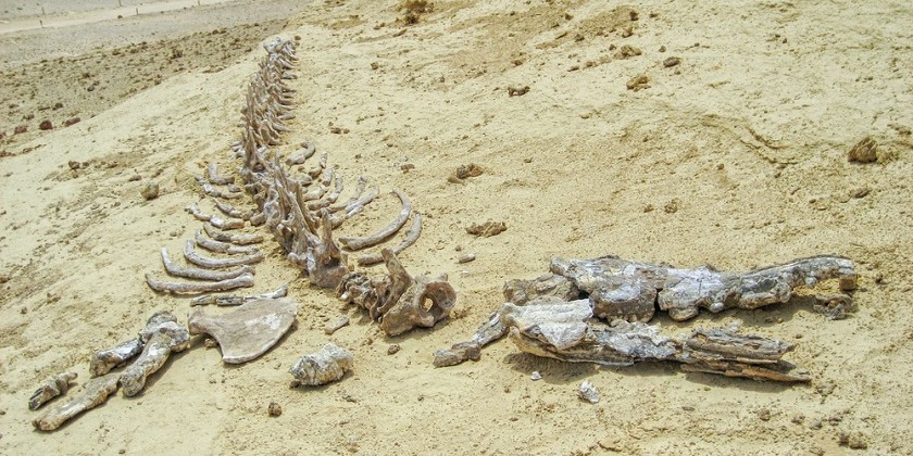 Самое большое животное в истории нашли в Перу