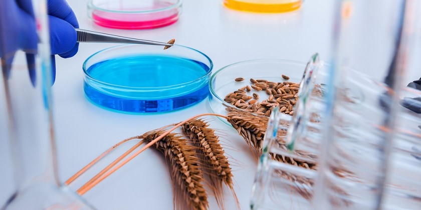 Израильтяне растят космическую пшеницу без солнечного света