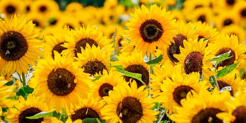 Фермер поздравил жену с 50-летием свадьбы, вырастив для нее миллион подсолнухов