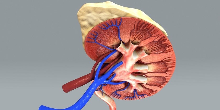 Датчик предупредит об отторжении и поможет спасти орган