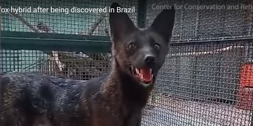 В Бразилии нашли гибрид собаки и лисы
