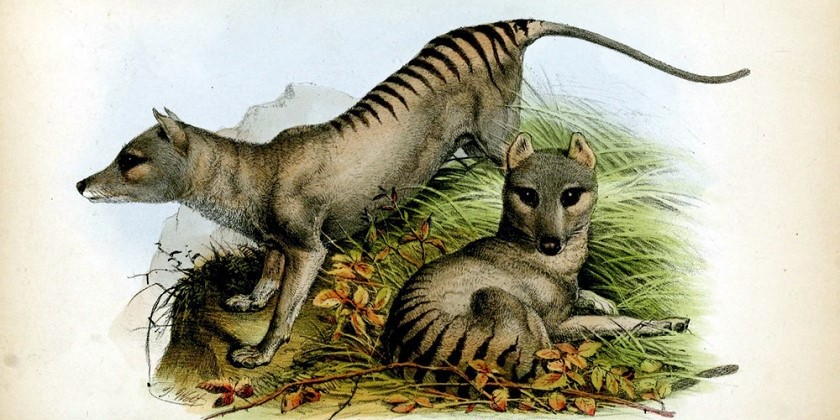 Воскресить сумчатого волка и понять историю коронавируса