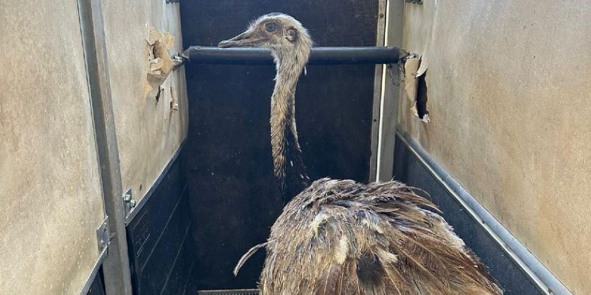 Обыкновенный нанду, переживший резню в Беэри, начал новую жизнь в Ришон-ле-Ционе